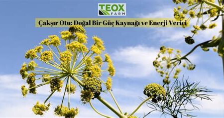 Çakşır Otu: Doğal Bir Enerji Kaynağı