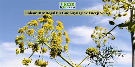 Çakşır Otu: Doğal Bir Enerji Kaynağı